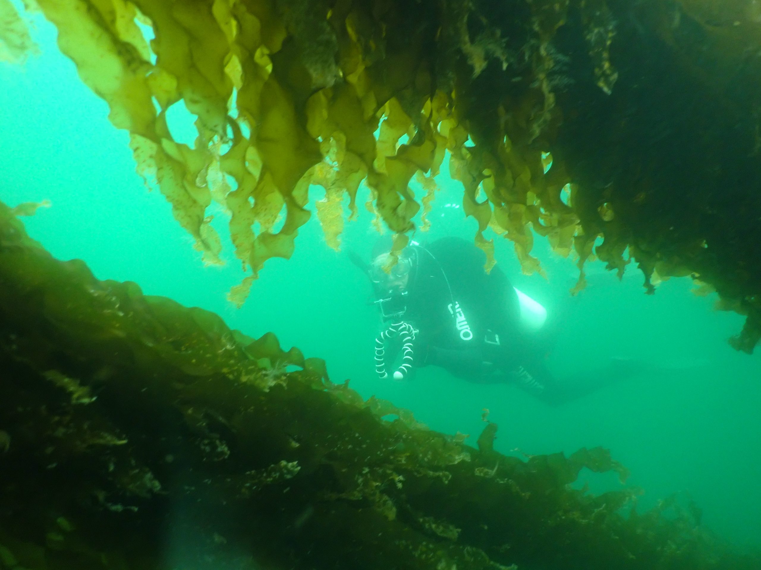 divers check on sugar kelp